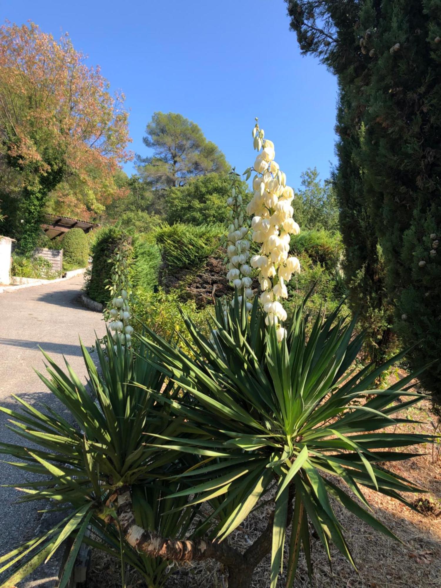 Villa Domaine Double D Cagnes-sur-Mer Esterno foto